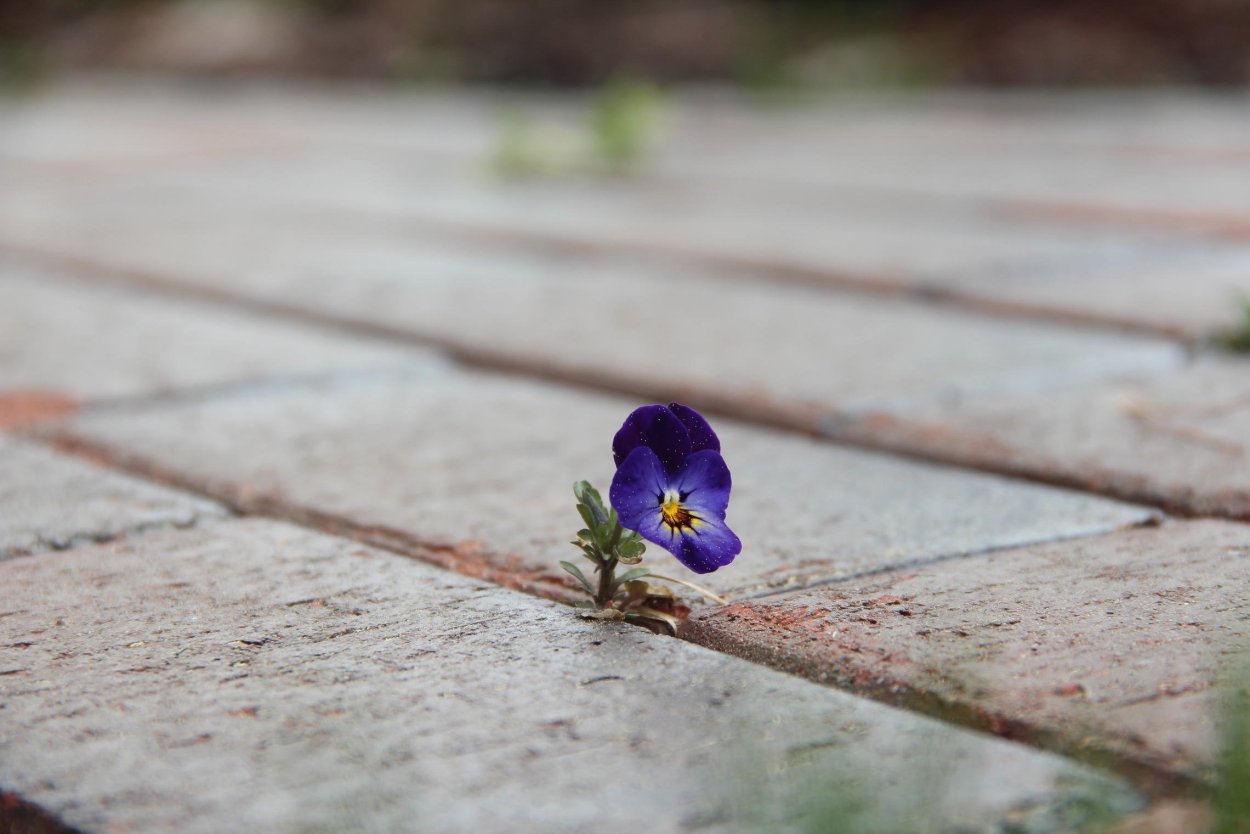 Цветок пророс сквозь асфальт