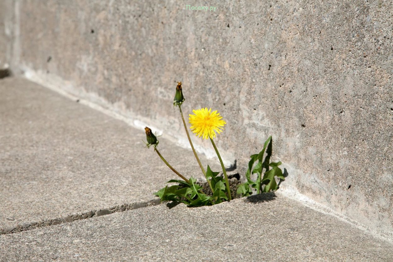 Цветочек сквозь асфальт