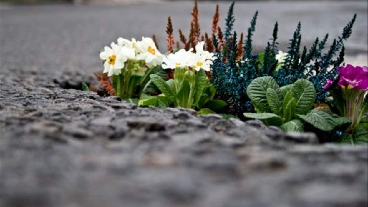 Цветы на дороге