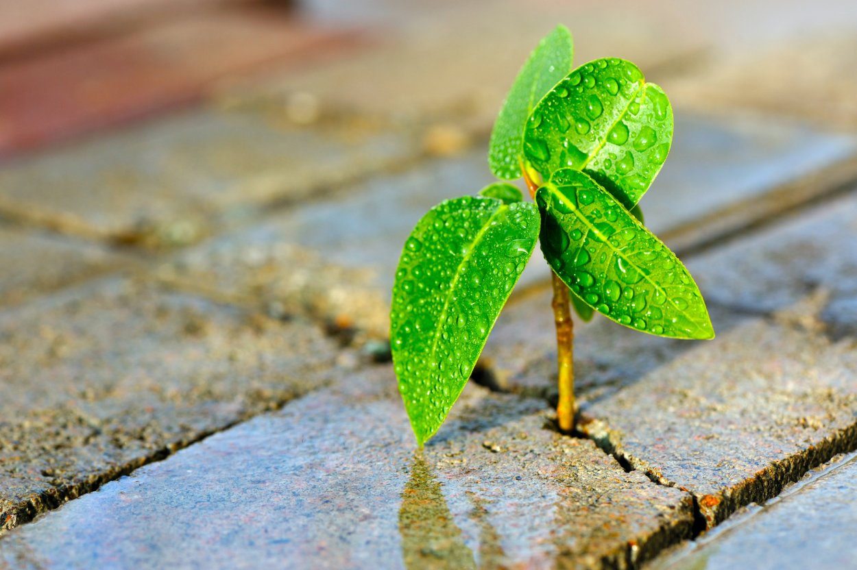 Цветок сквозь асфальт