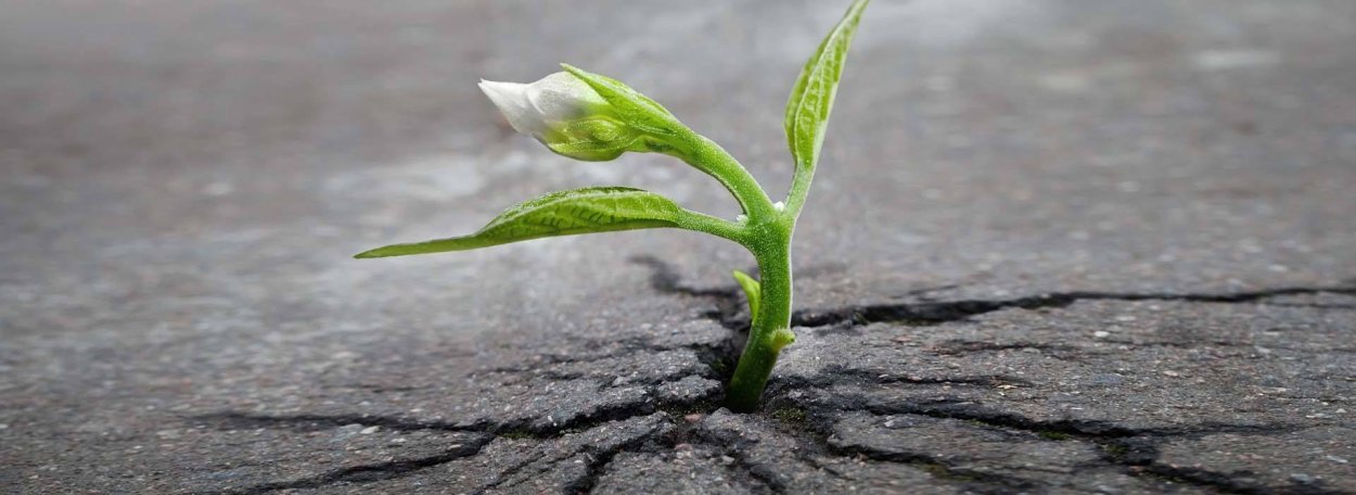 Росток сквозь асфальт