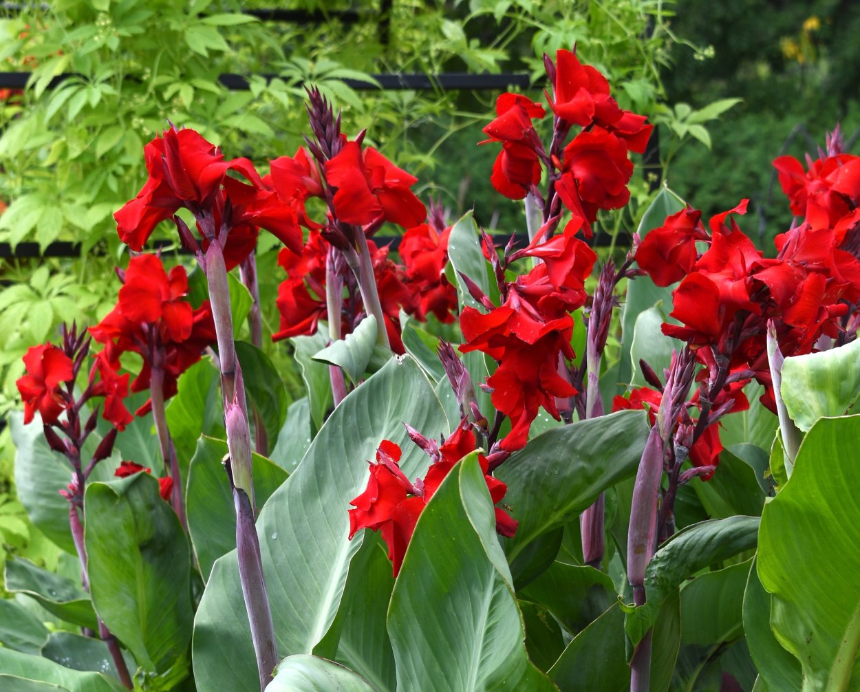 Канна высокорослая