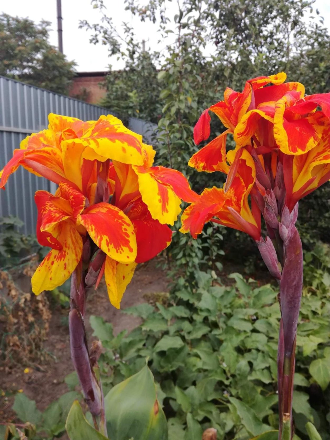 Подсохли луковицы Канны зимой