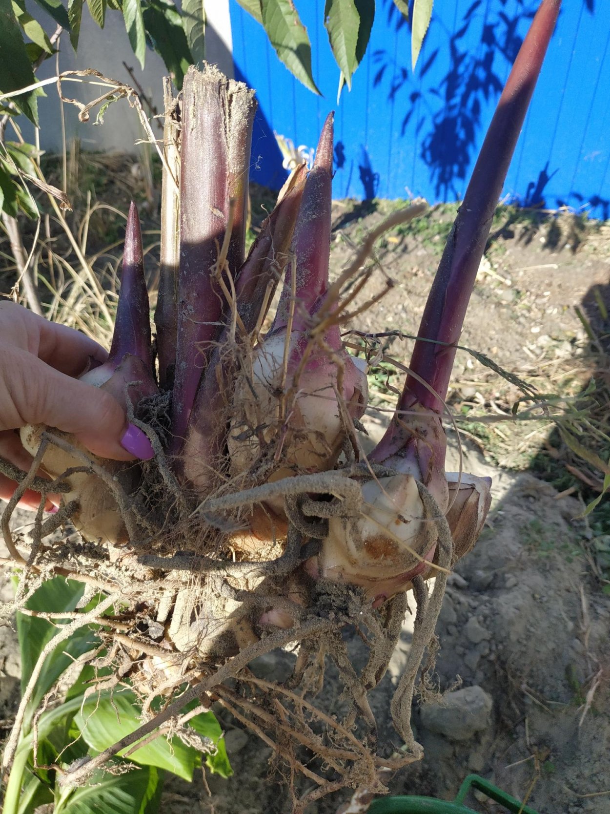 Луковицы Канны