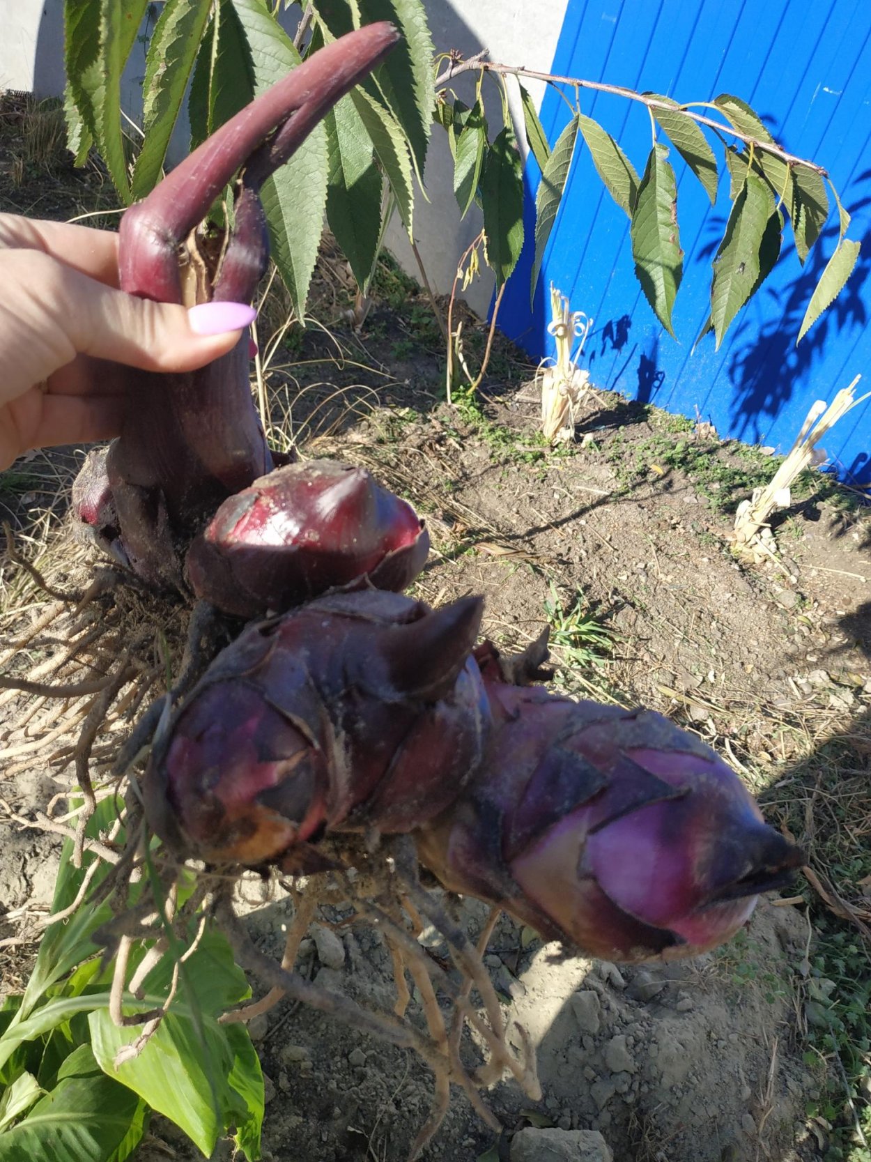 Канна индийская