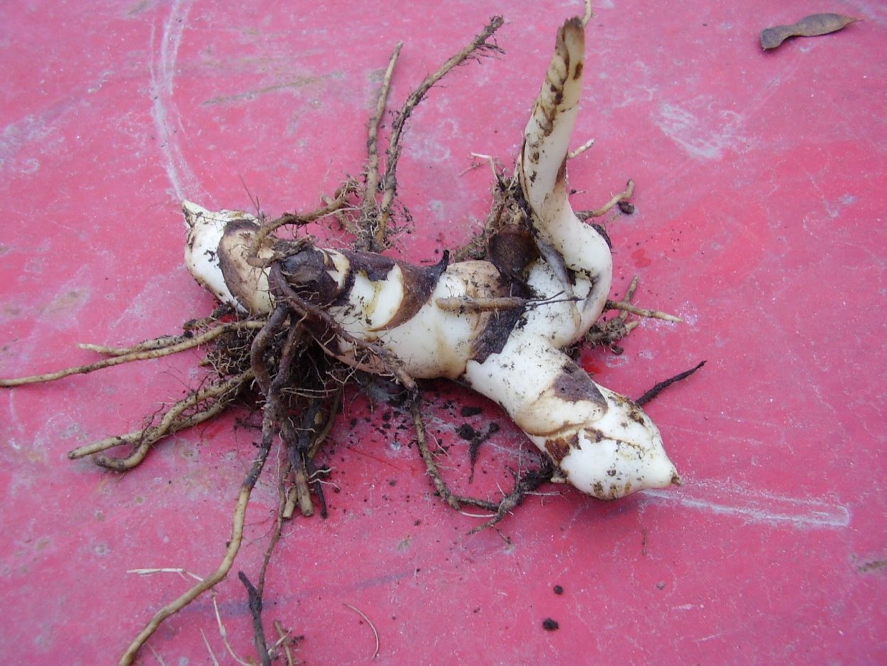 Канны купить клубни