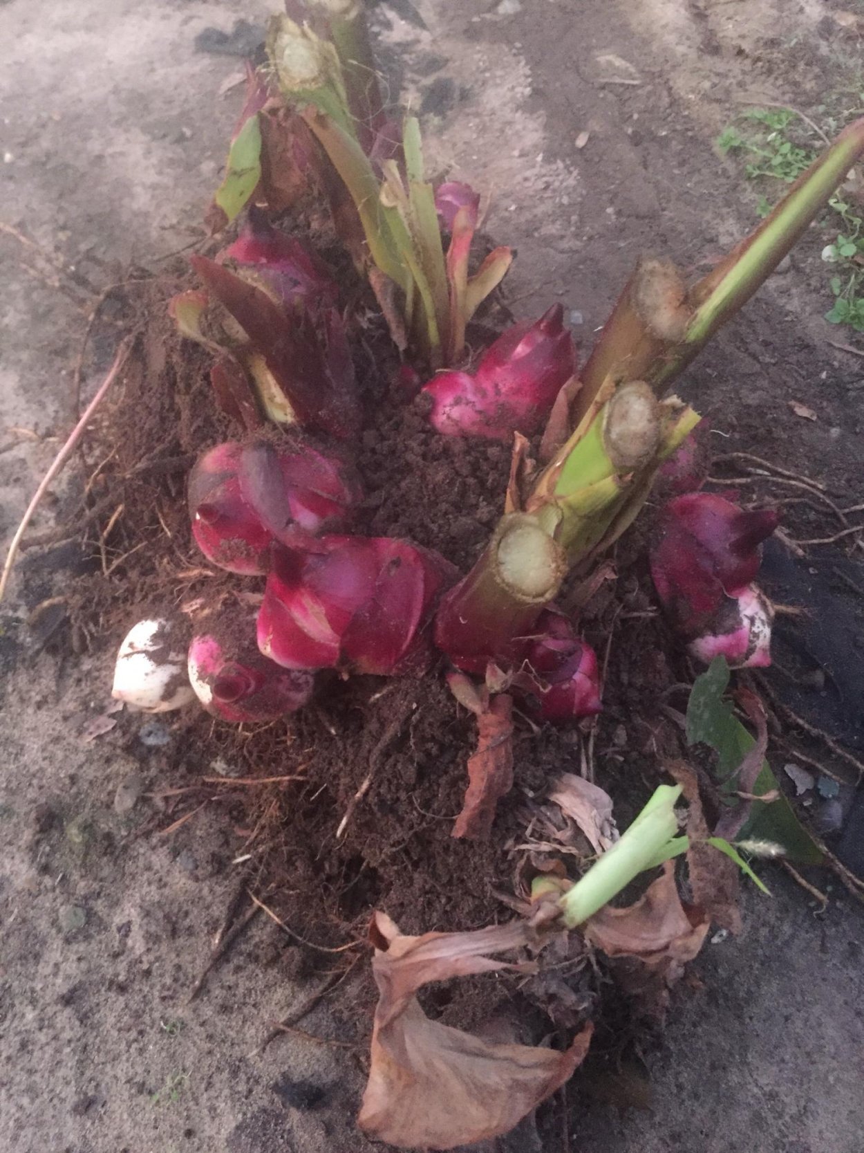 Канна Дварф Люцифер