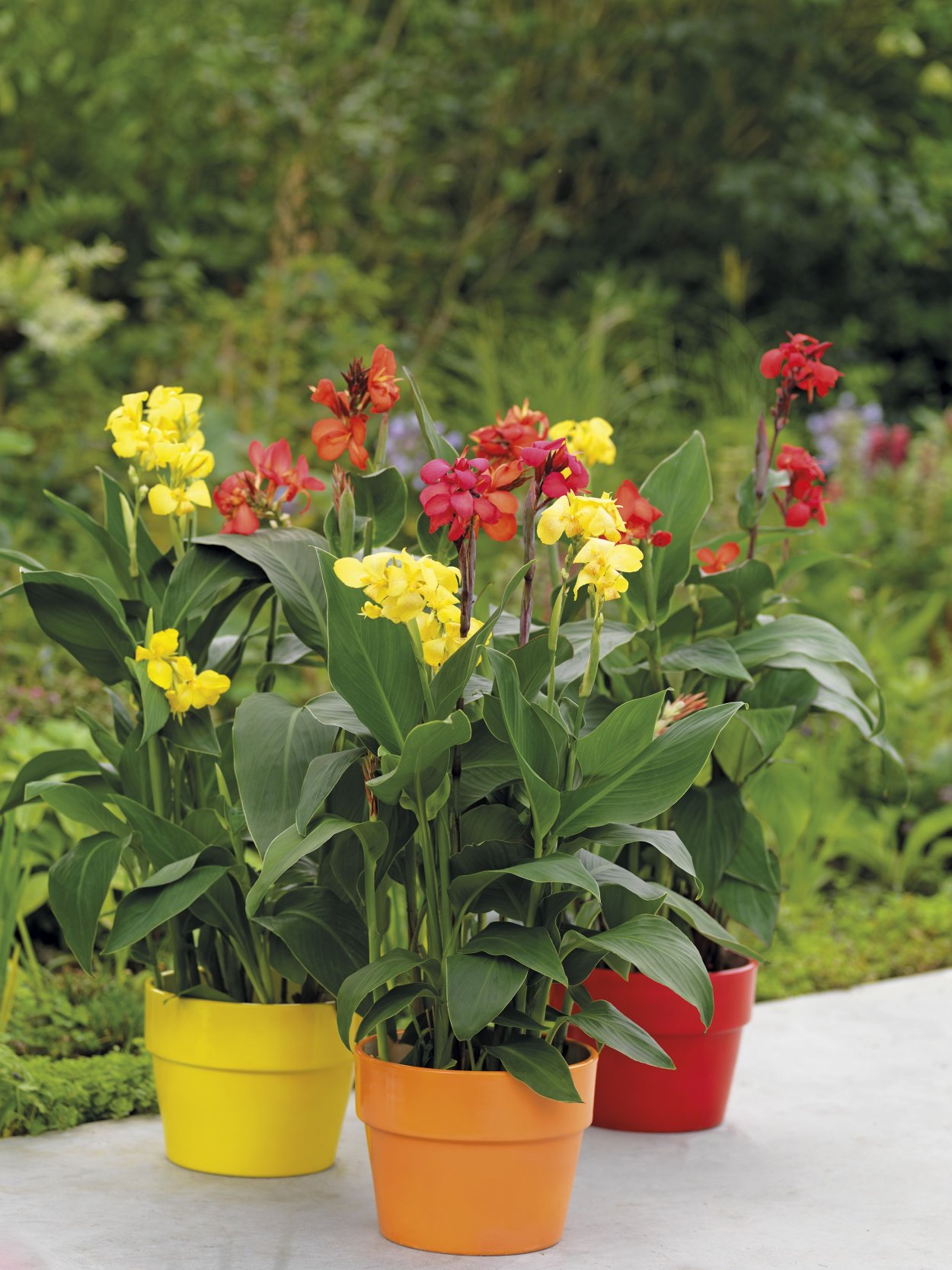 Канна цветок краснолистная