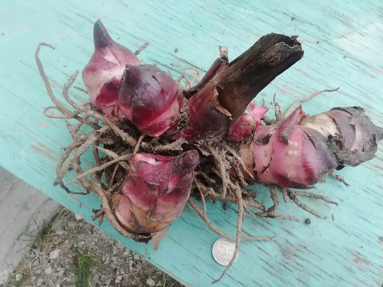 Канны цветы клубни