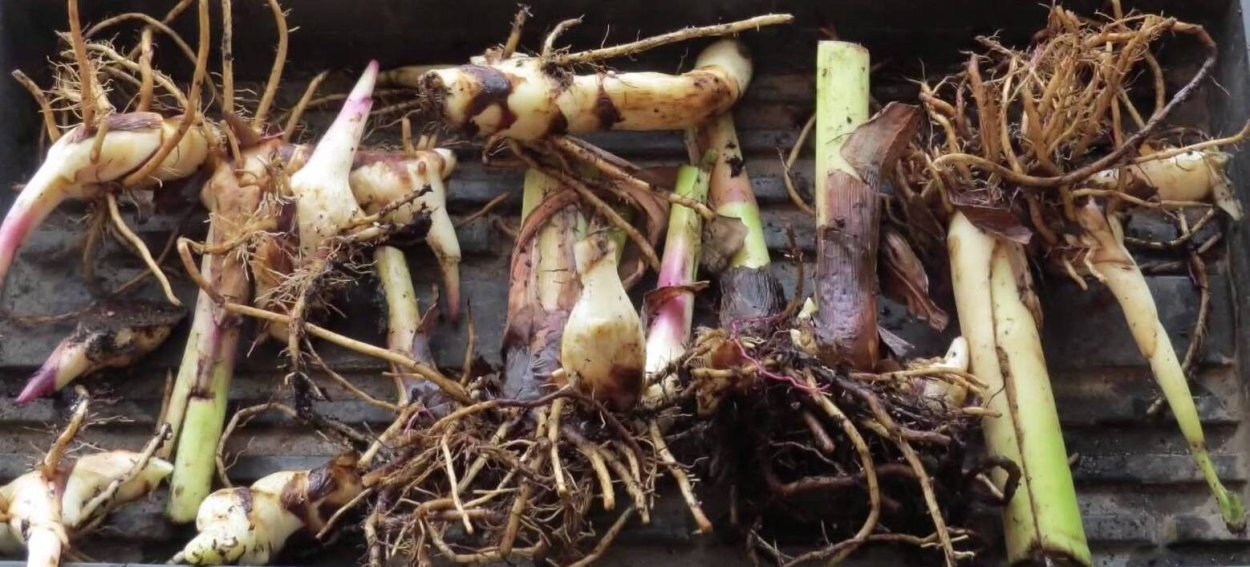 Цветок Канны корневища