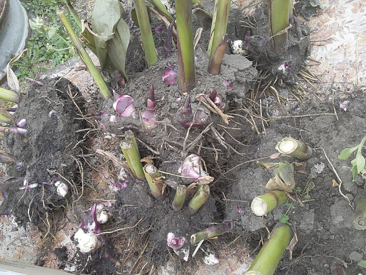 Канны цветы клубни