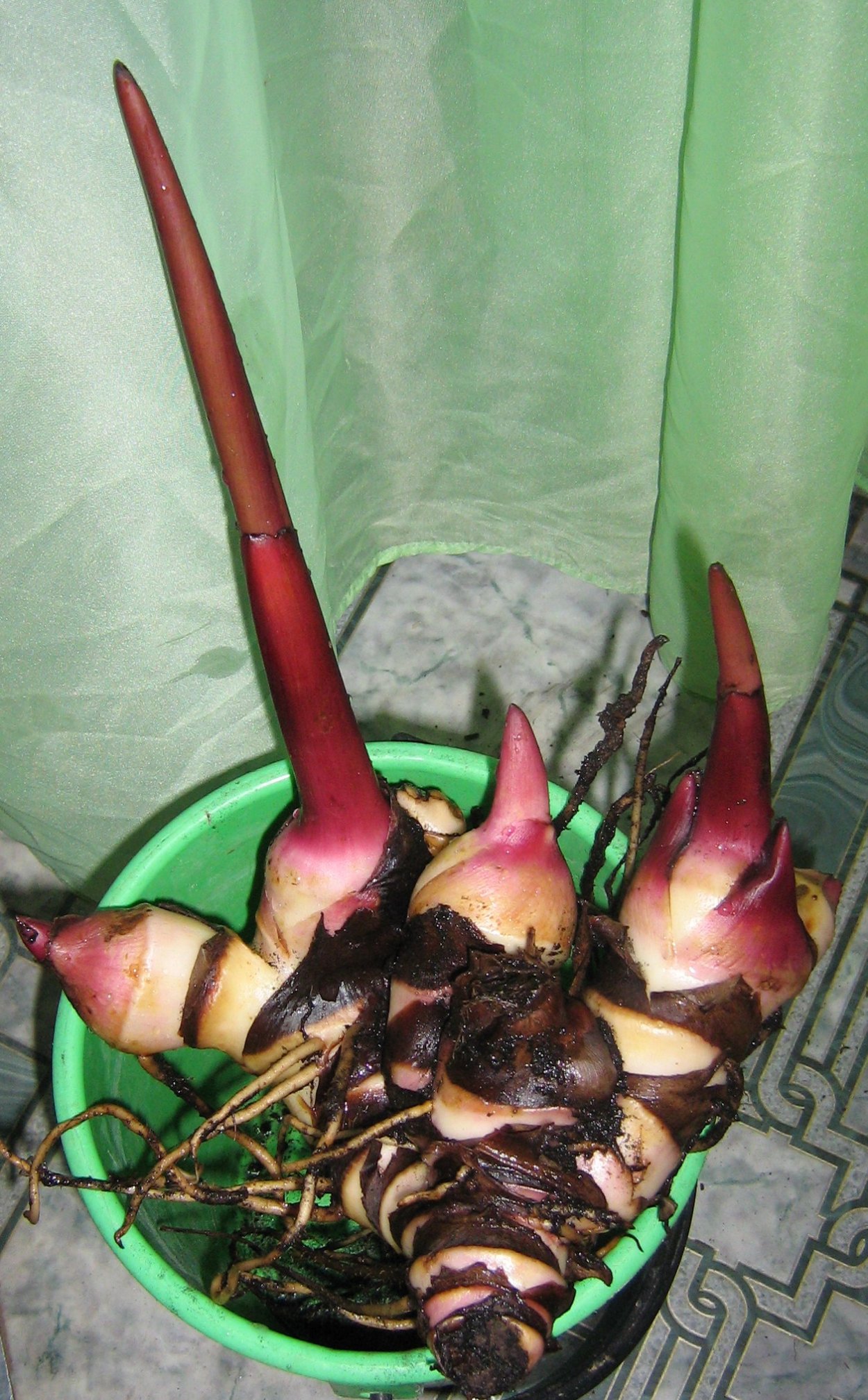 Георгины однолетние клубни