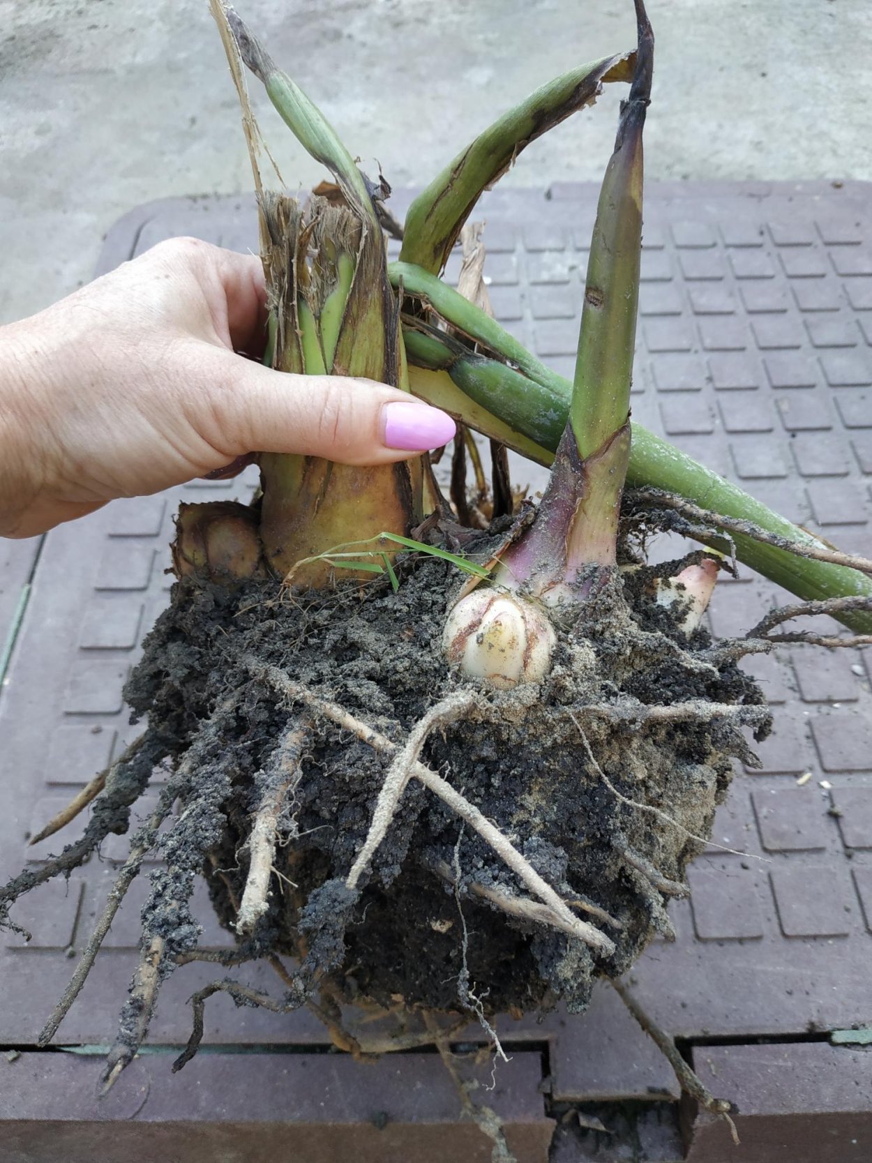 Канны цветы клубни