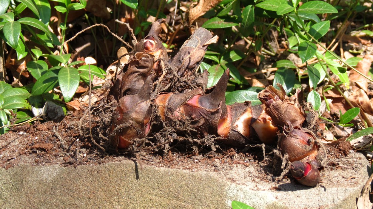 Канны цветы зоопарк Воронеж