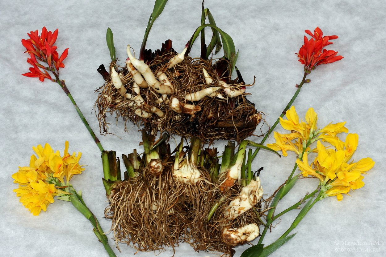 Деление корневища Канны