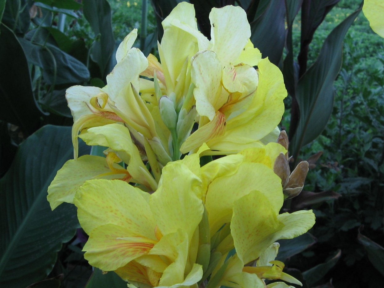 Canna Indica цветок