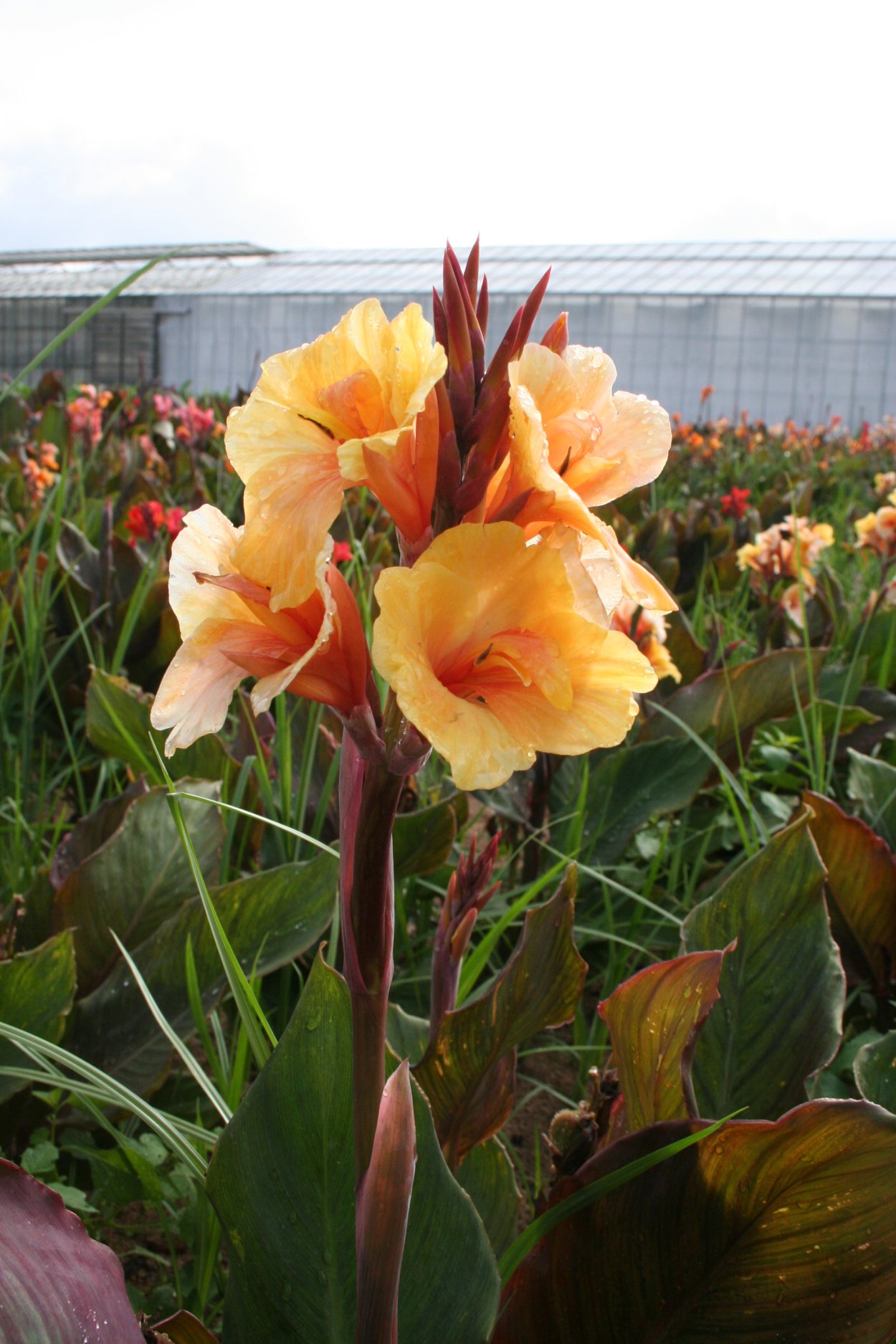 Канна Клеопатра Йеллоу