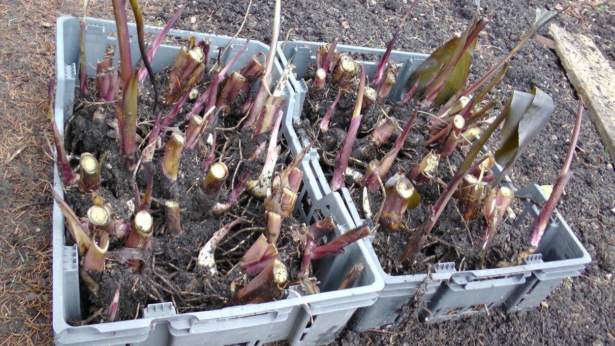 Канны цветы