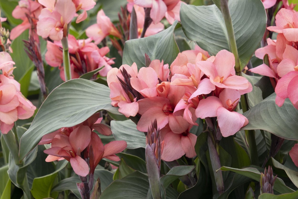 Деление корневища Канны