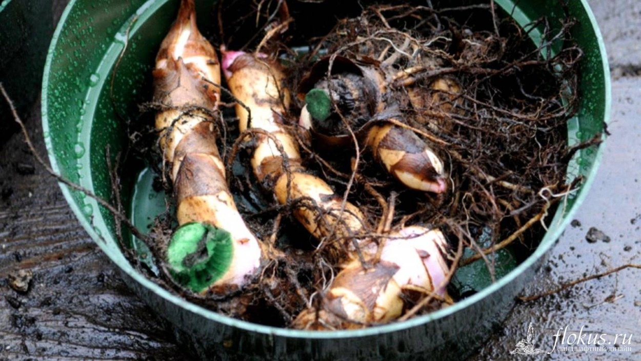 Клубневые цветы.Канна