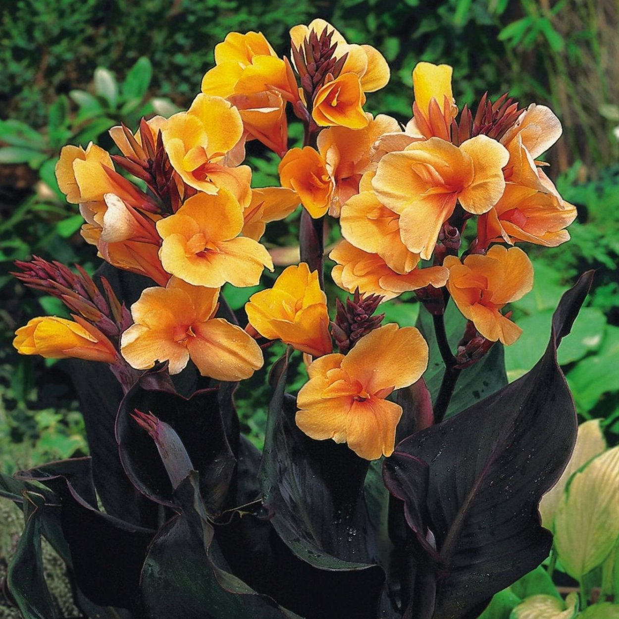 Канна цветок