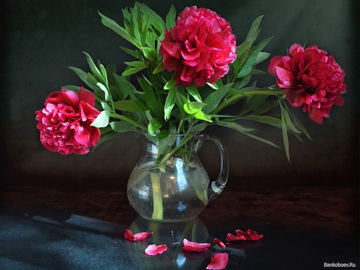 Красные пионы в вазе