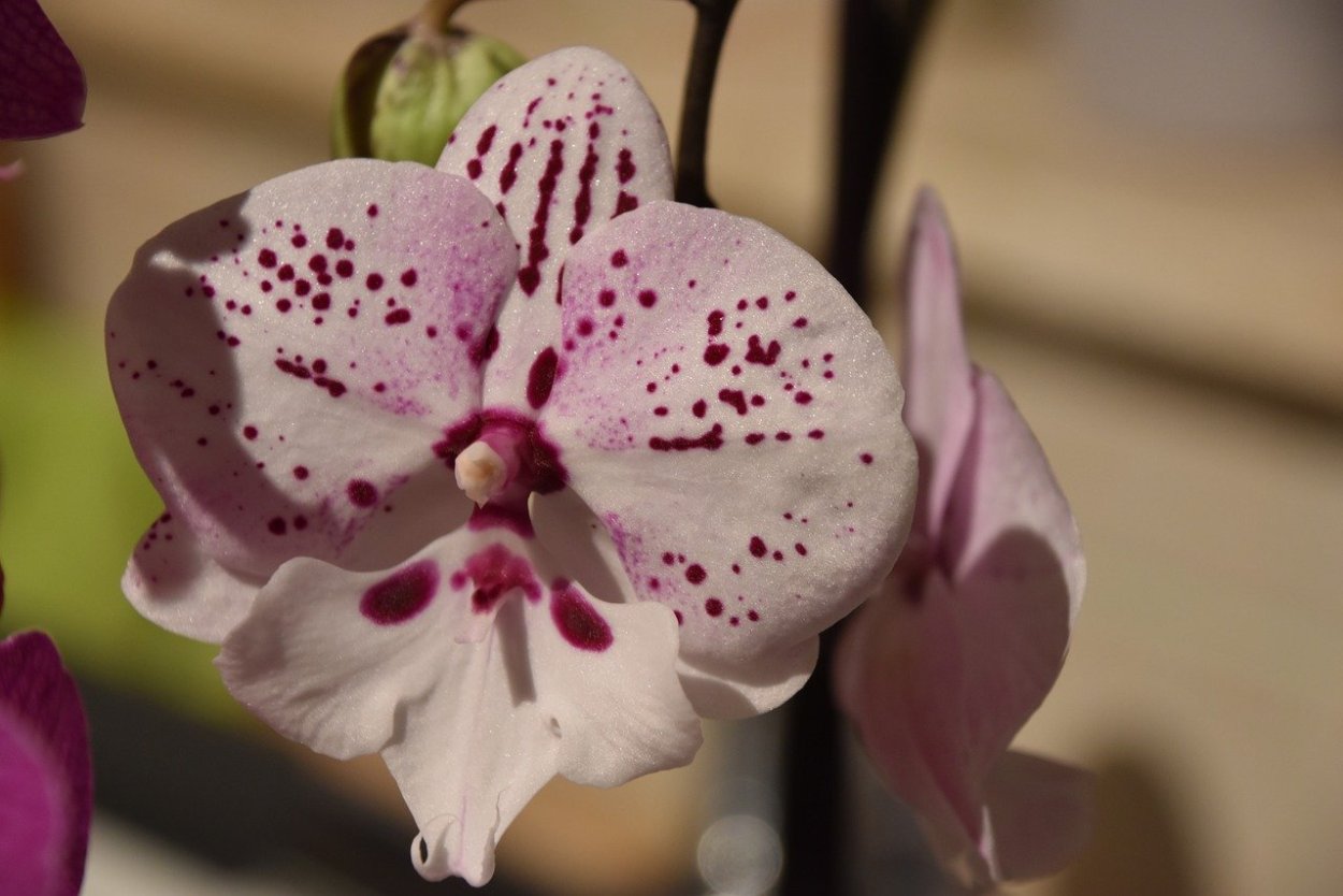 Орхидея Phalaenopsis Hollywood