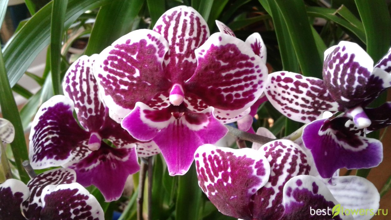 Фаленопсис Биг лип Phal