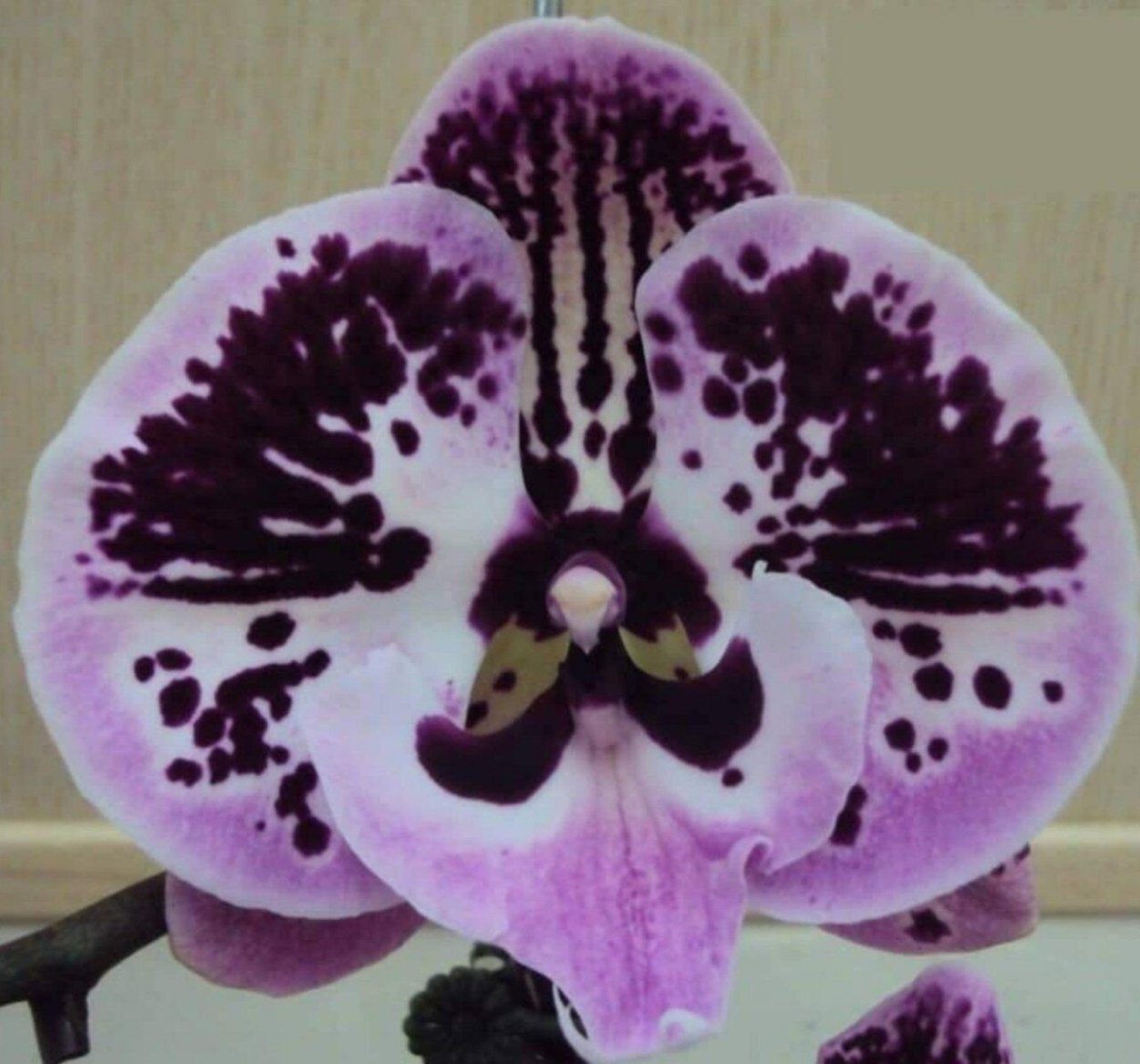 Фаленопсис Клеопатра Биг лип