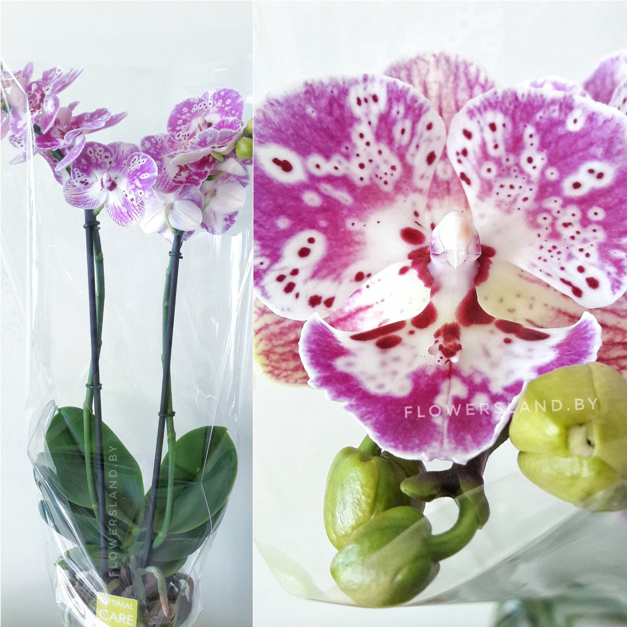 Фаленопсис Октопус Биг лип