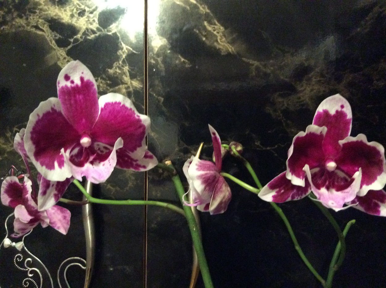 Фаленопсис Lioulin pretty Lip