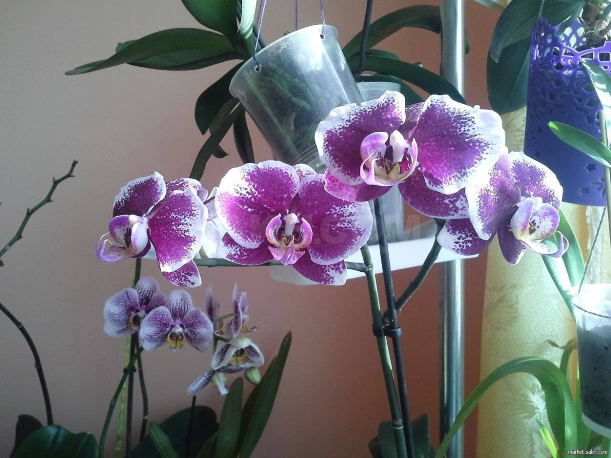 Phal. Lioulin r Lip '1274'