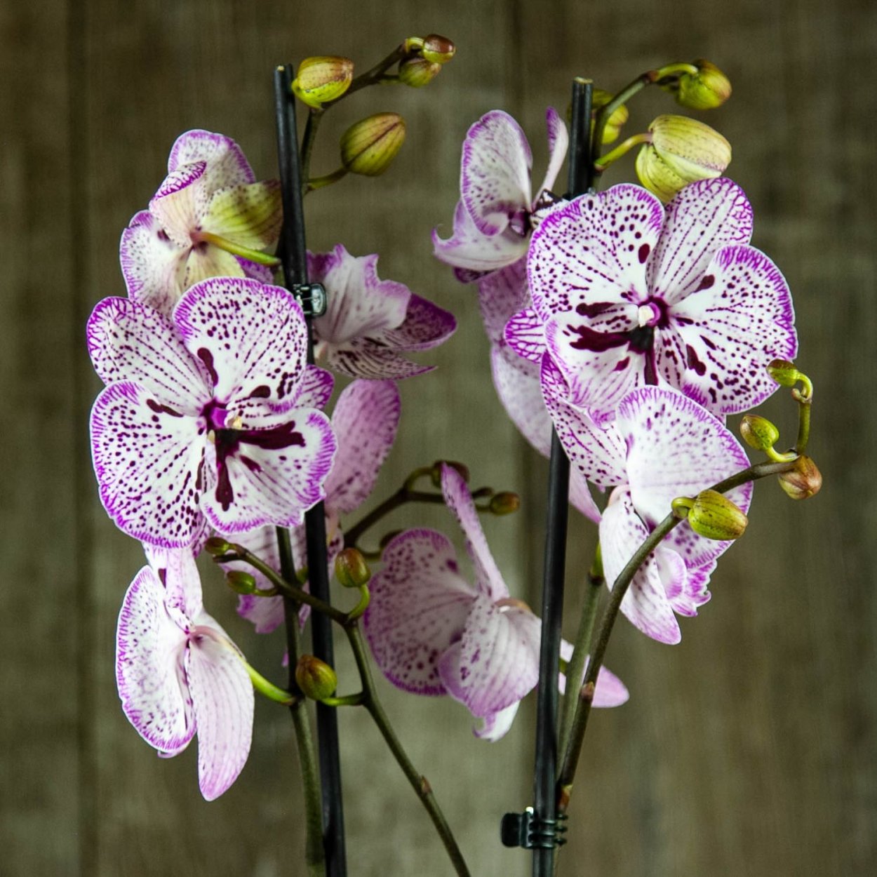 Орхидея Phalaenopsis Kellion