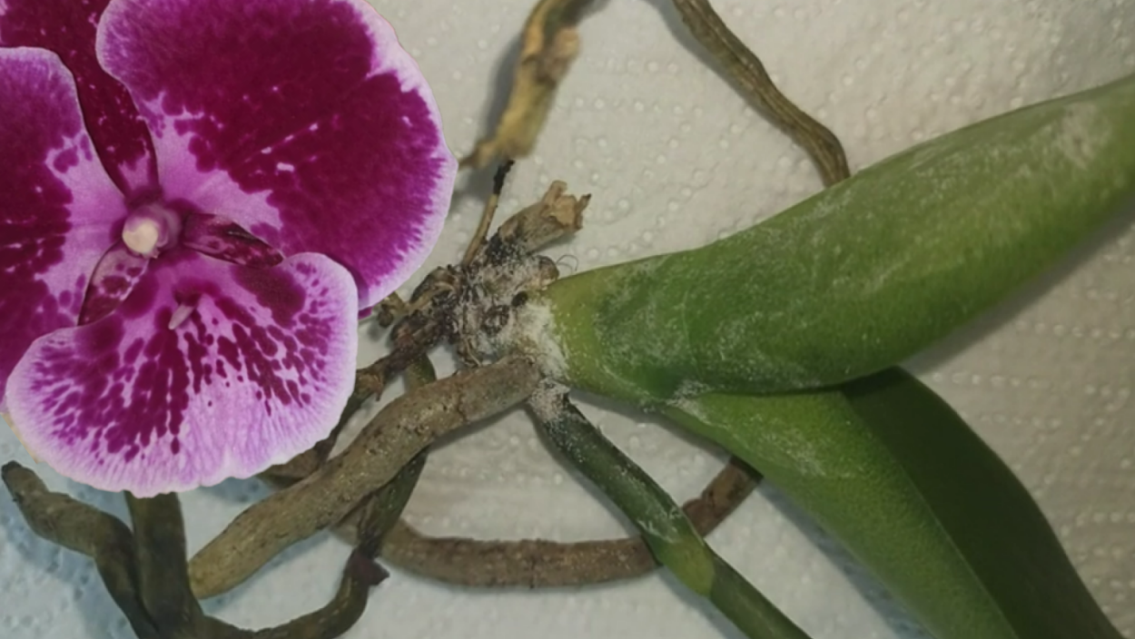 Фаленопсис Метеор