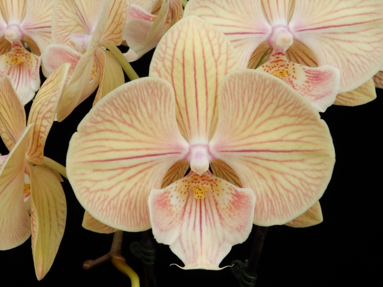 Орхидея Биг лип Клеопатра