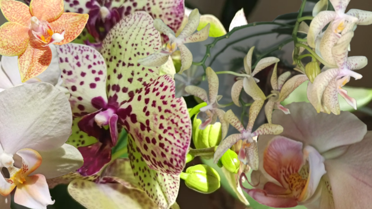 Биг лип Леонтин