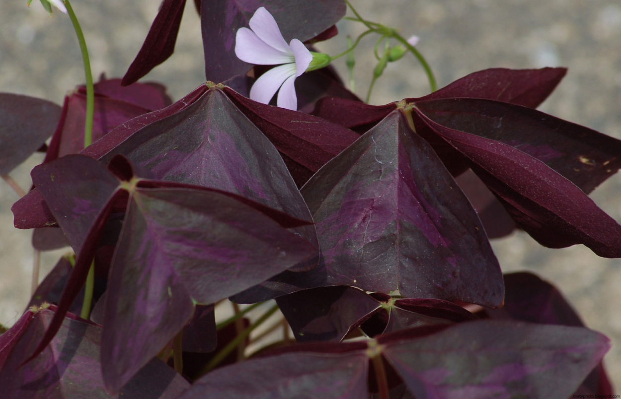 Цветок с зелено фиолетовыми листьями