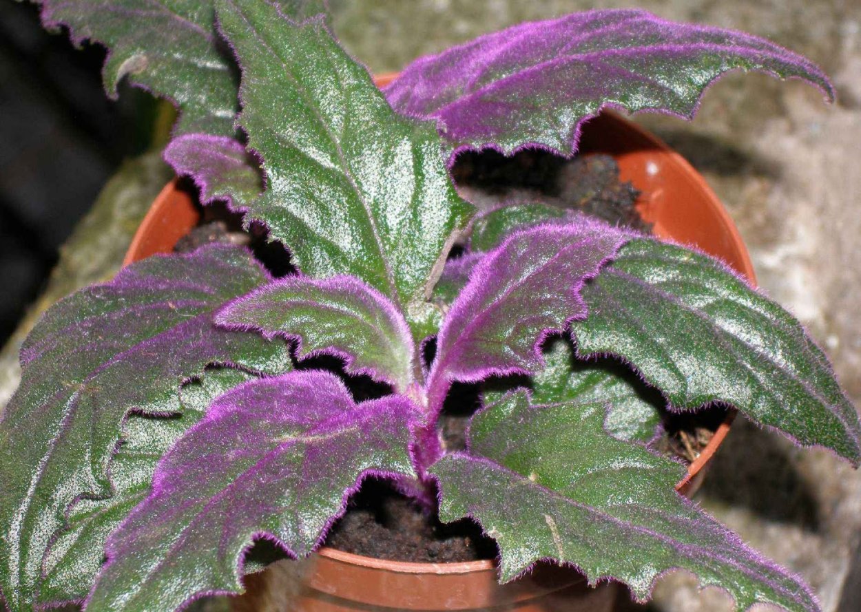 Колеус гинура