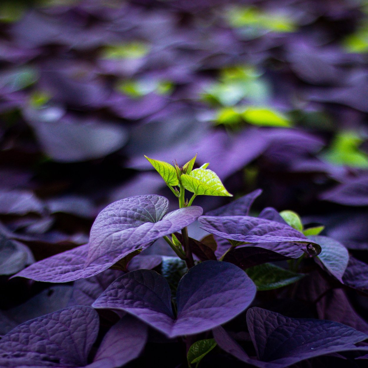 Фиолетовые листья