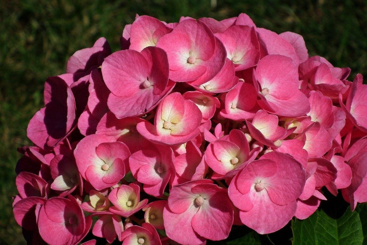 Гортензия марсала