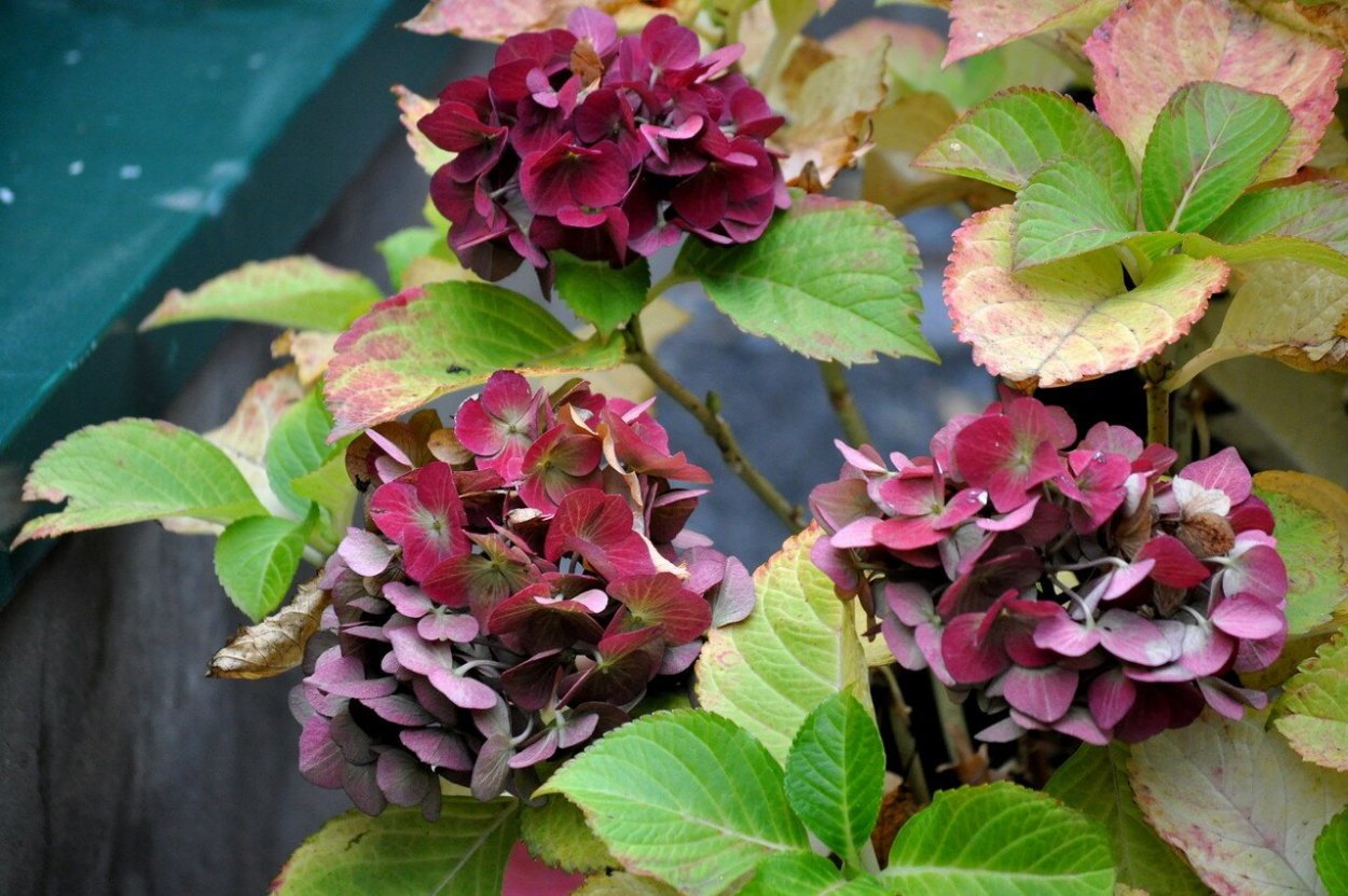 Гортензия хот ред