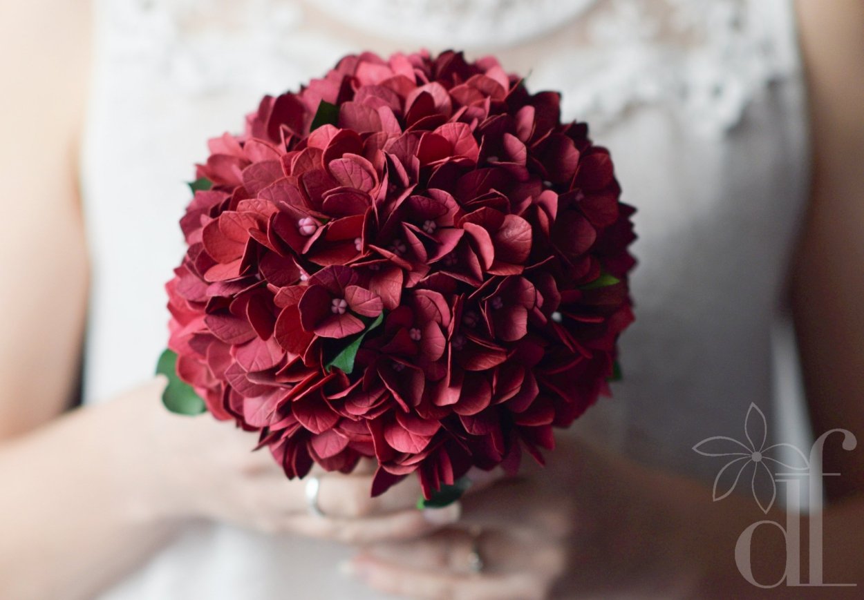 Гортензия бургунди