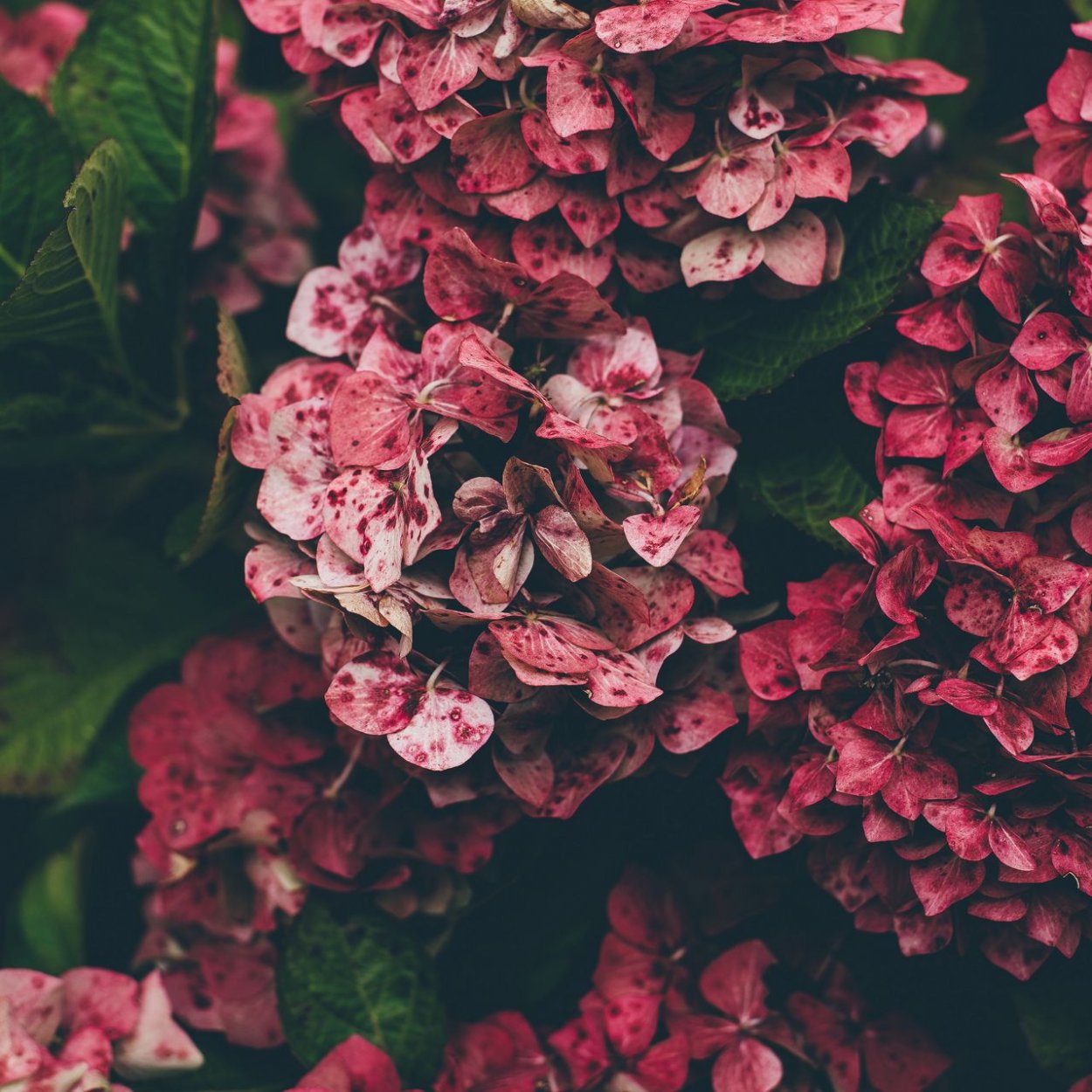 Самые низкорослые гортензии