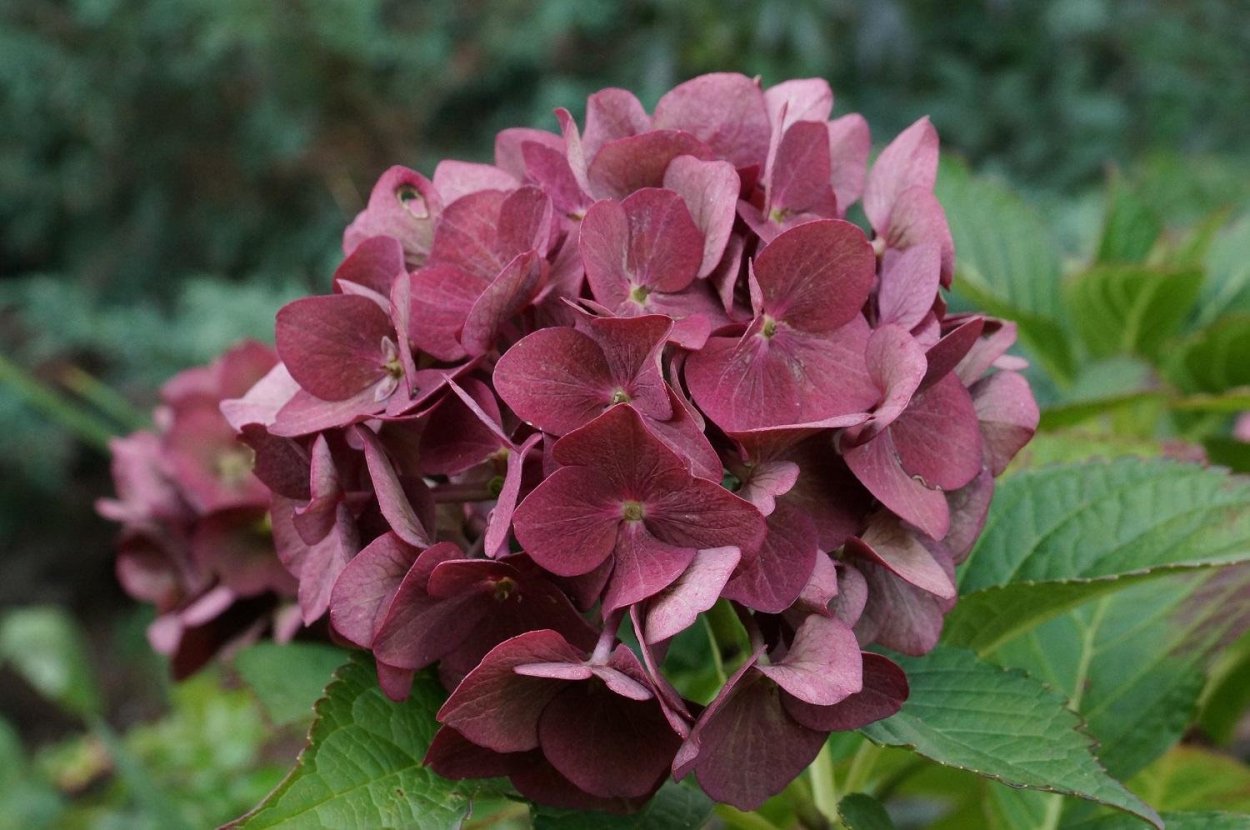 Гортензия луковичная