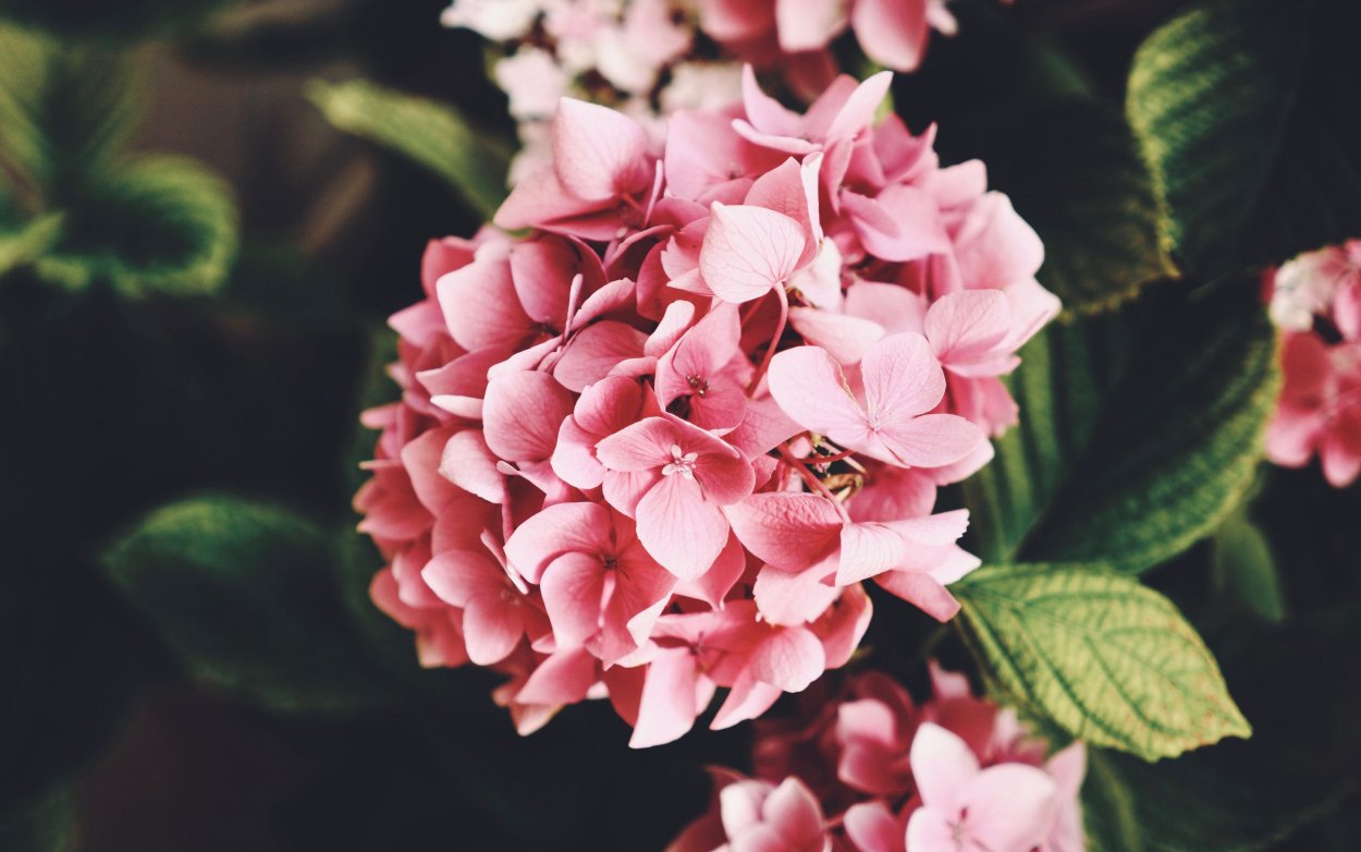 Гортензия красная