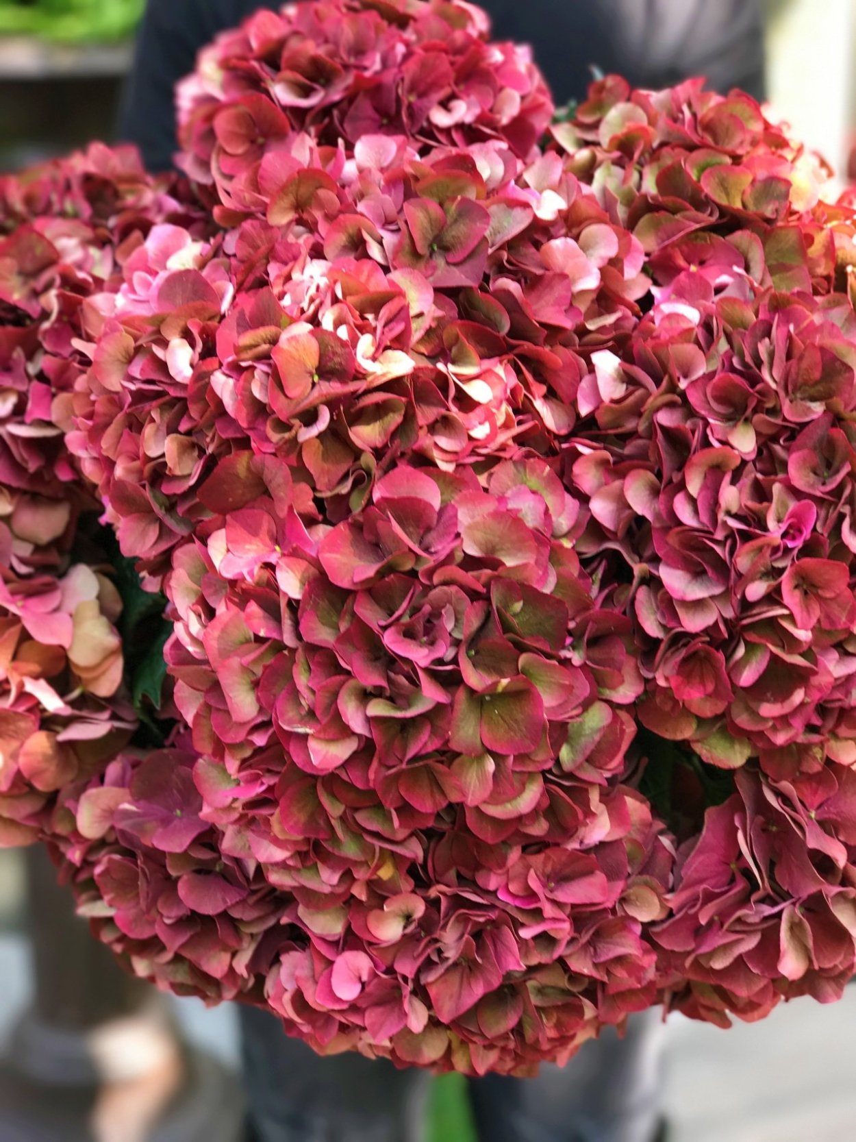 Гортензия бургунди бордо