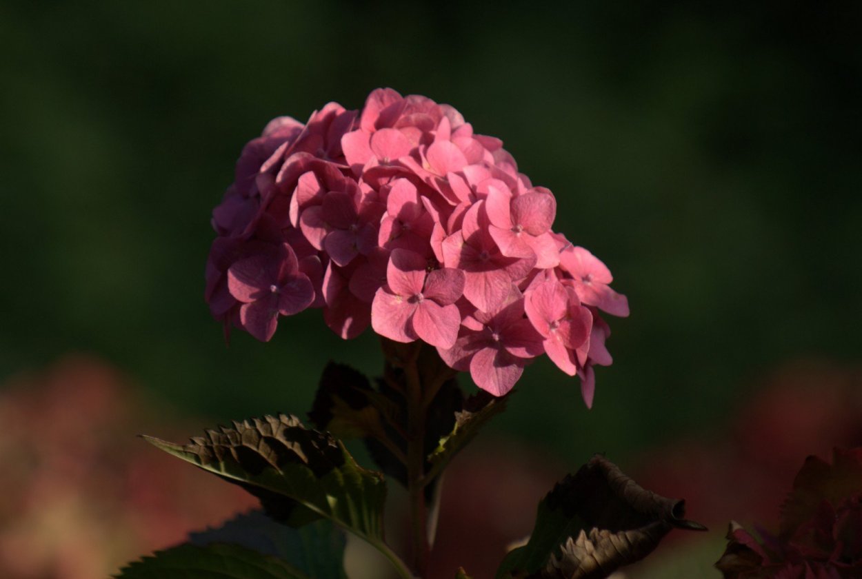 Палитры Сидс фиолетовые