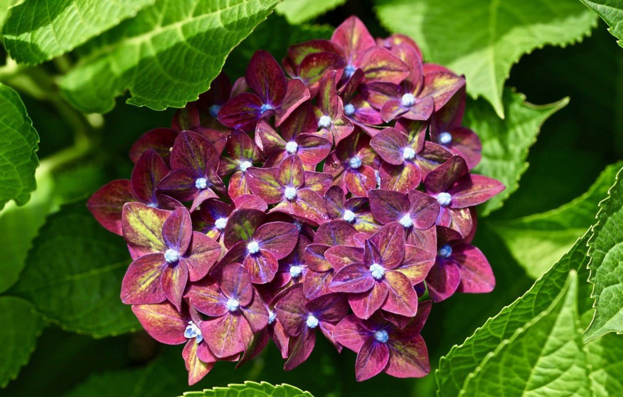 Гортензия Боденси