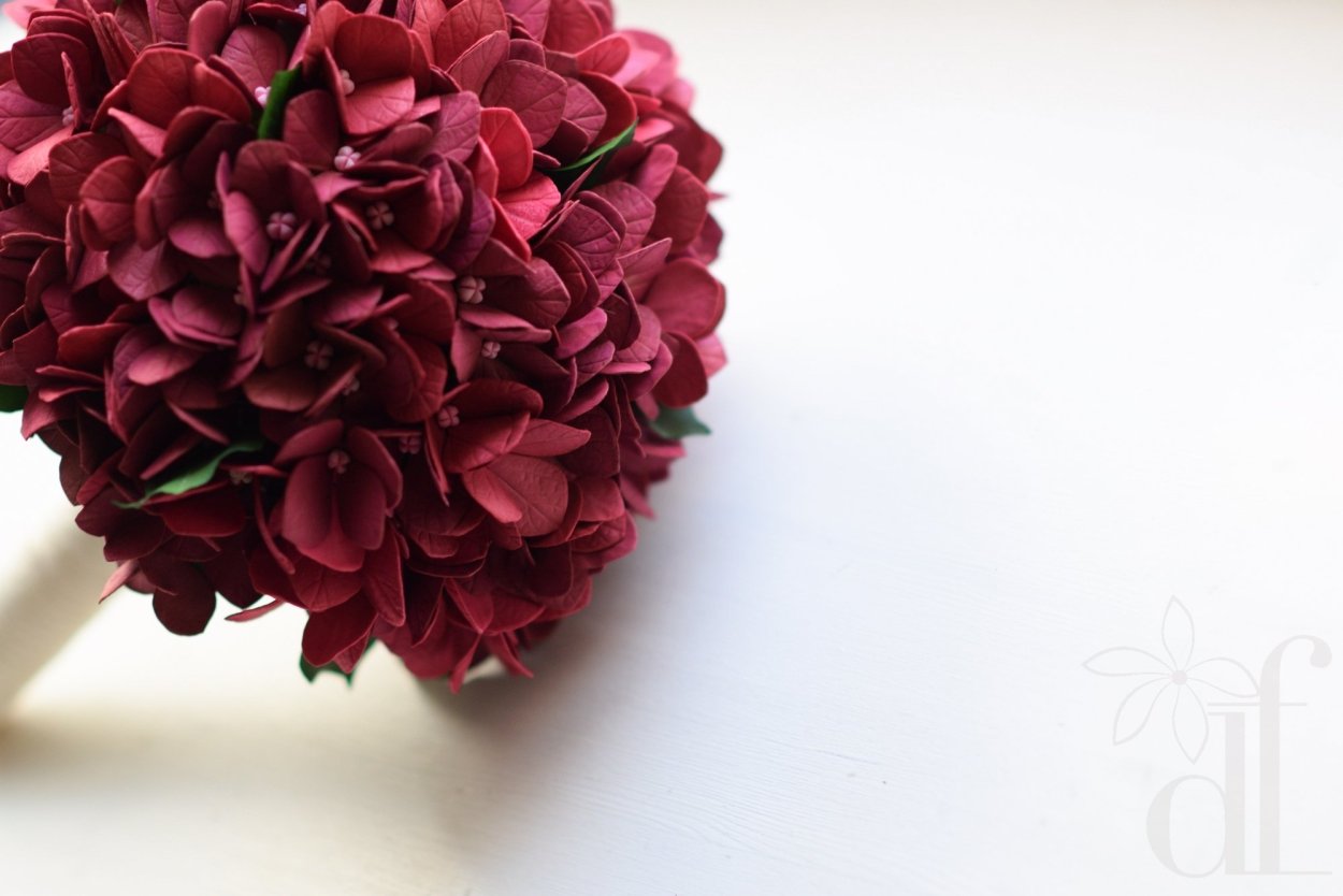 Целозия Дракула гребенчатая