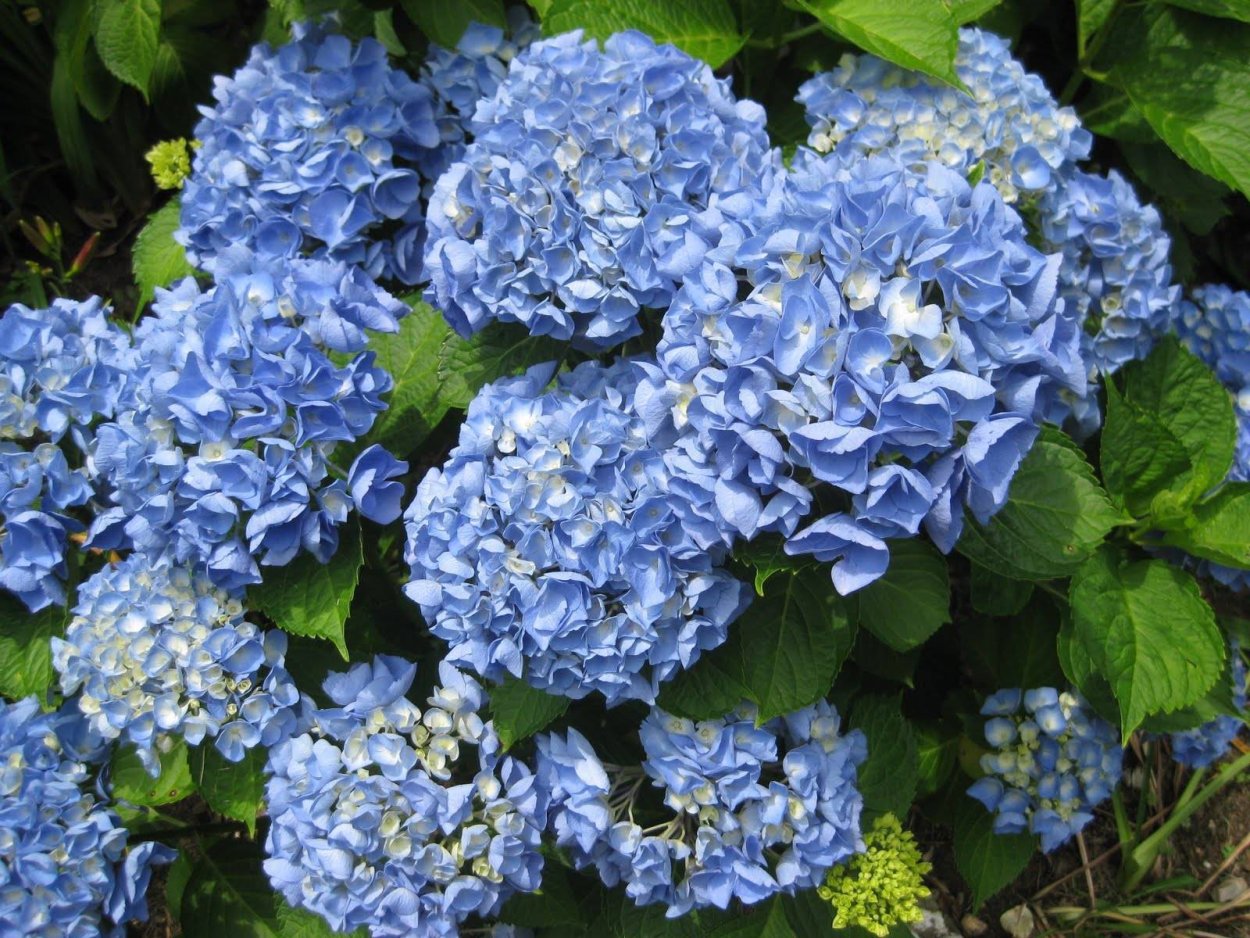 Гортензия Сабрина